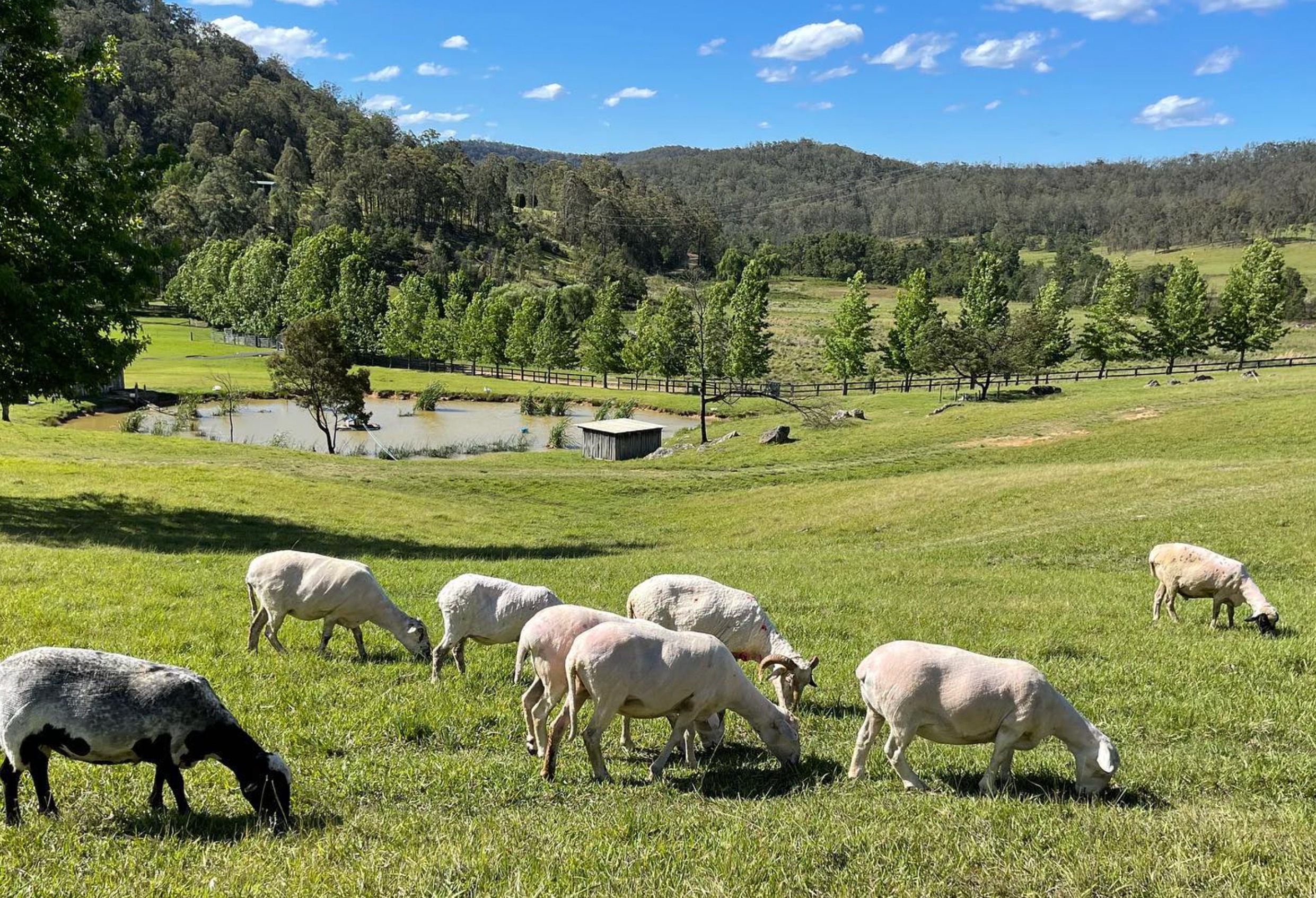 Where Pigs Fly Sanctuary Tour - Visit Wollombi Valley